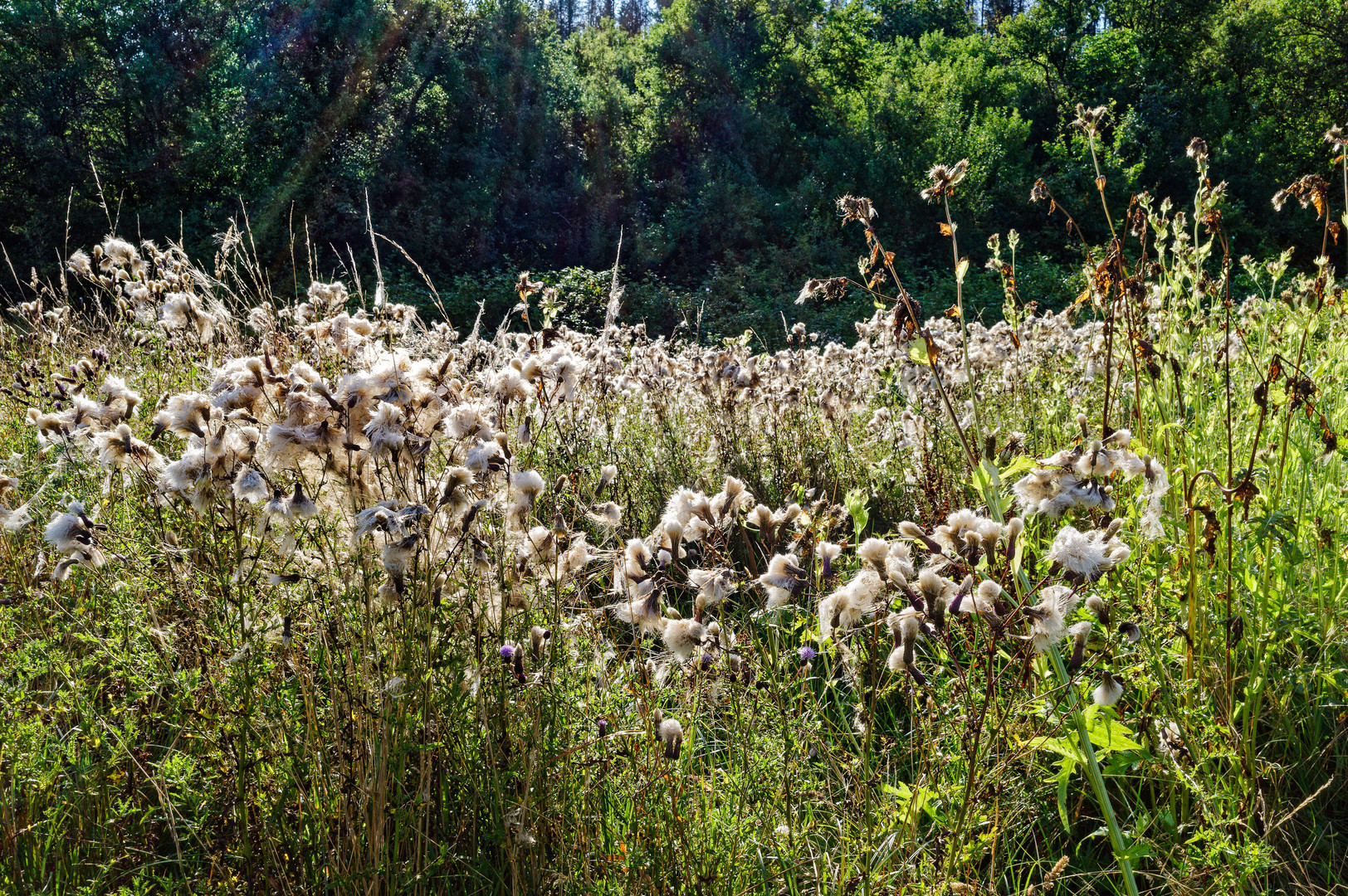 Spätsommer auf der Waldwiese