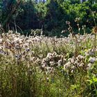 Spätsommer auf der Waldwiese