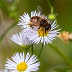 Spätsommer Biene