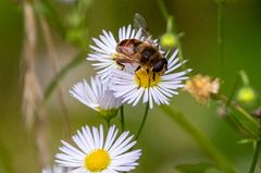 Spätsommer Biene