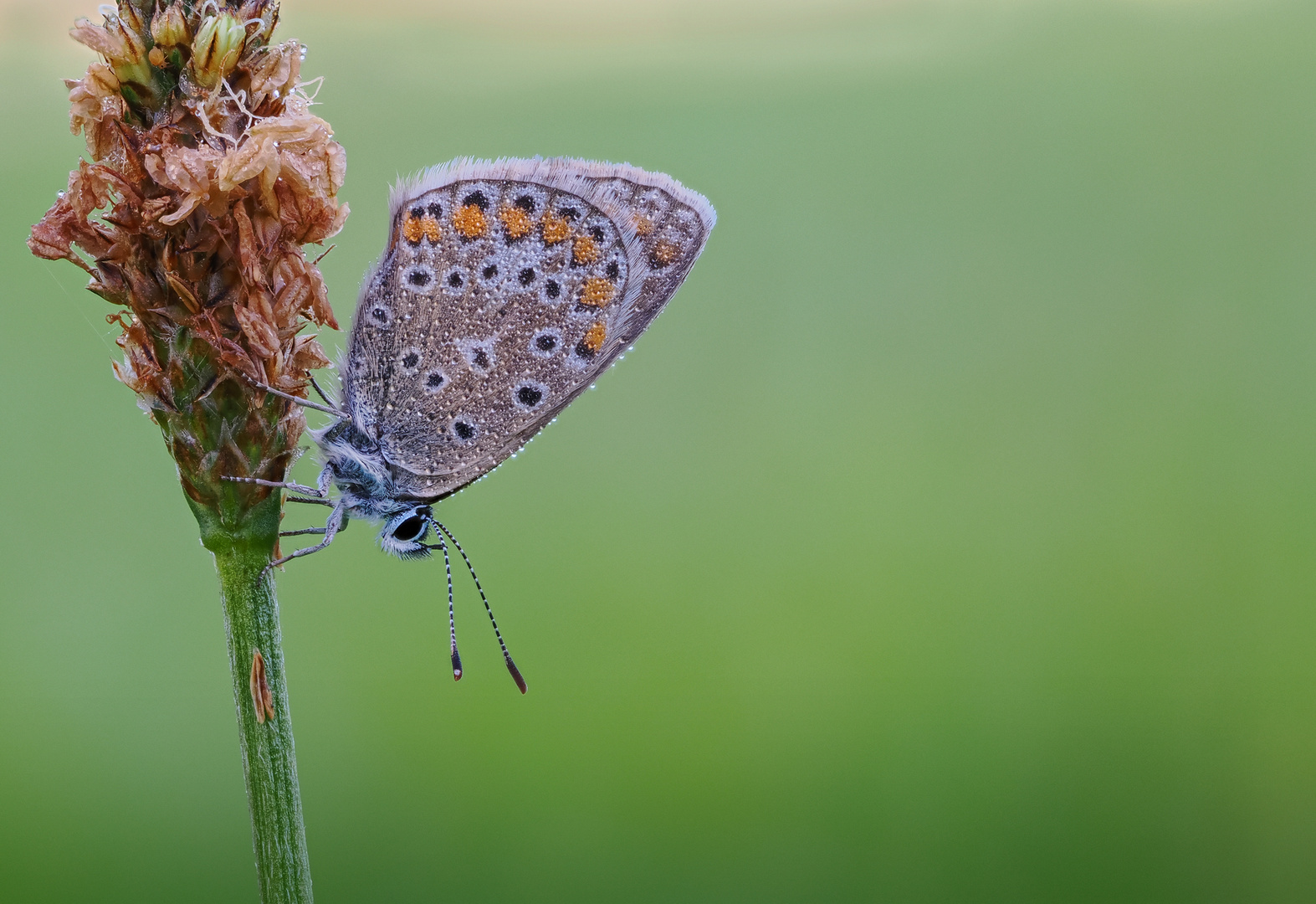 Spätsommer - Bläuling