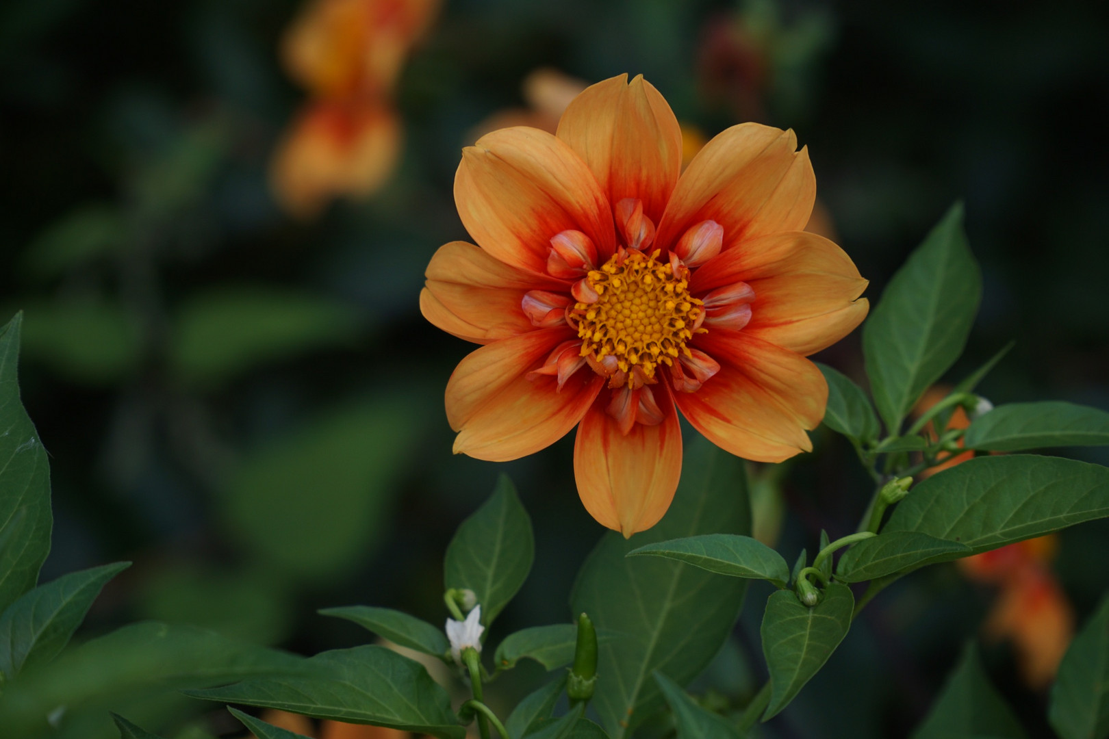 Spätsommer Blüte