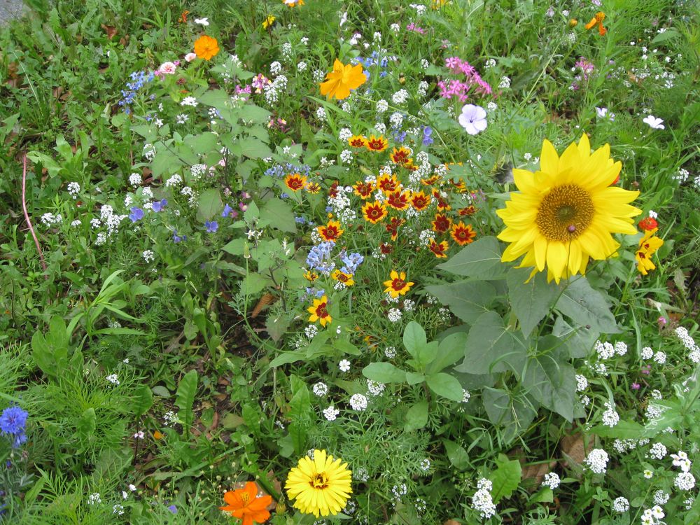 SpätsommerBlumen in Kassel September 2015 Foto &amp; Bild pflanzen