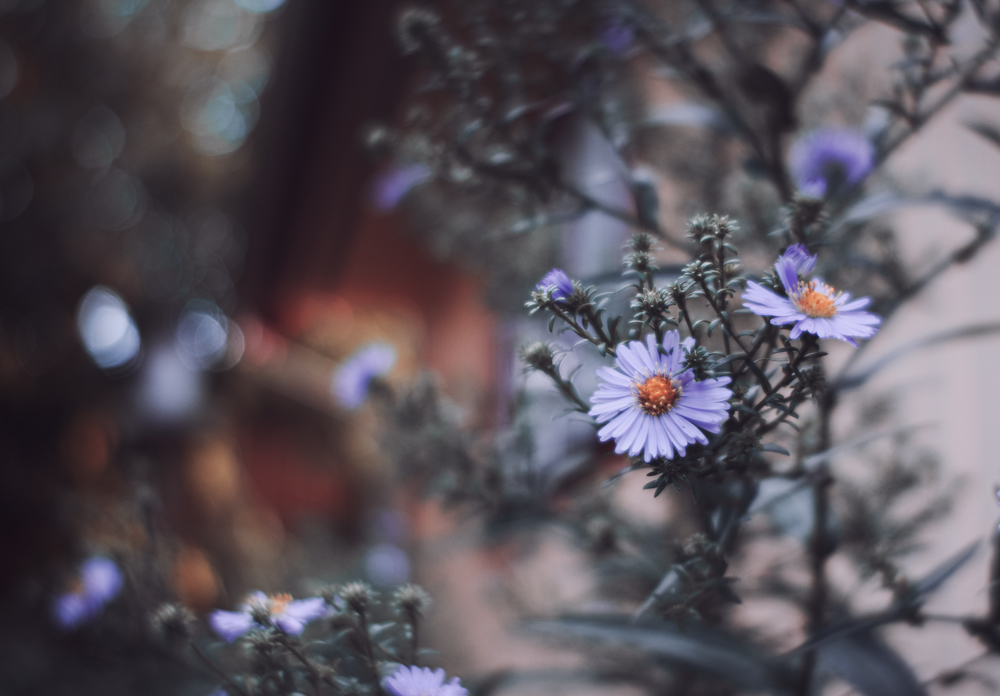 Spätsommer Foto & Bild spezial, lensbaby, natur Bilder auf