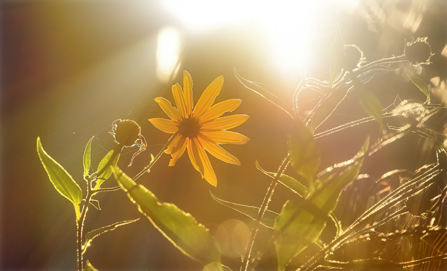 SpätSommer Foto & Bild pflanzen, pilze & flechten, jahreszeiten