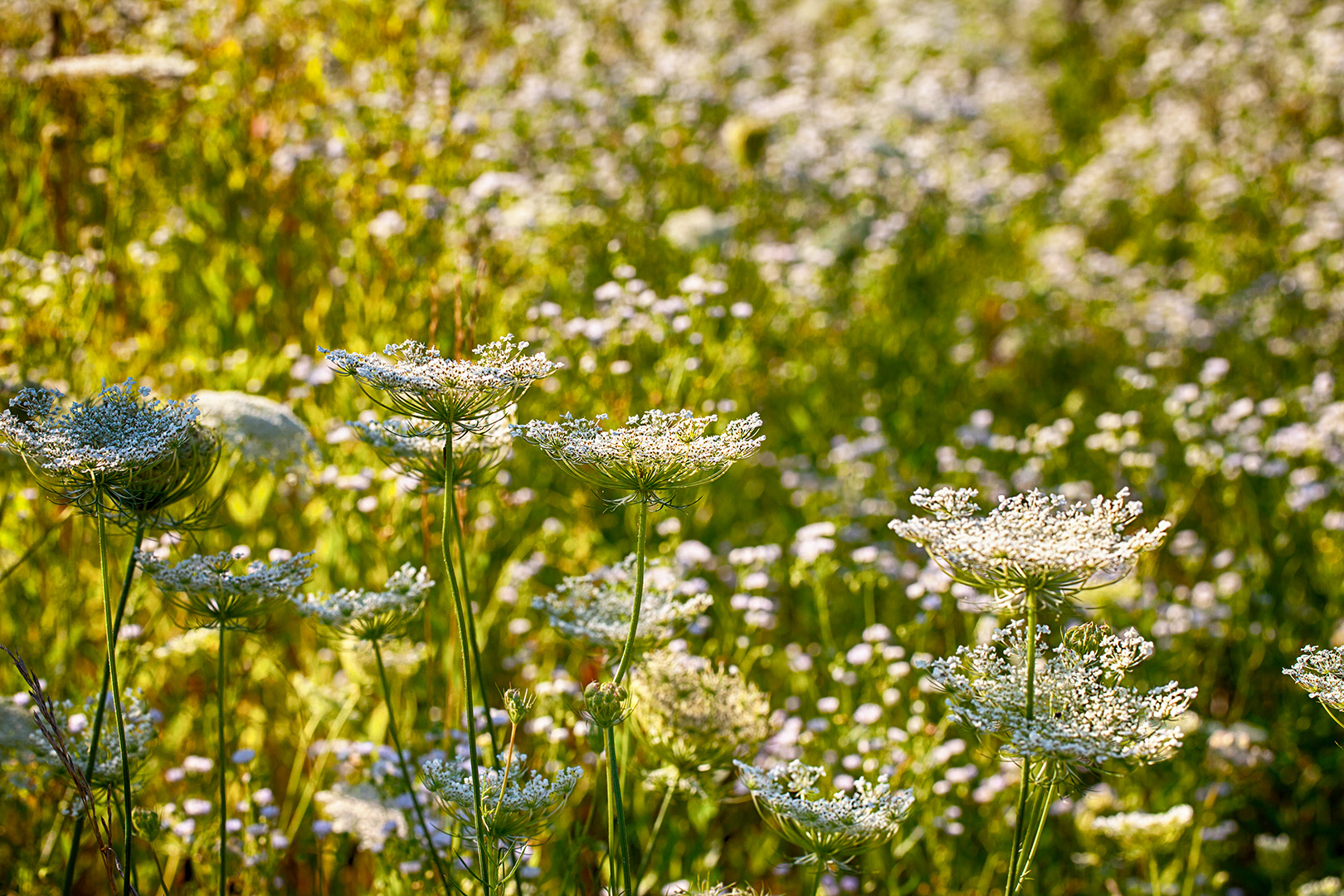 Spätsommer