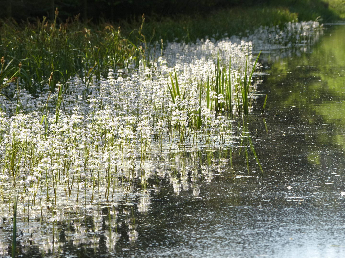 Spätsommer