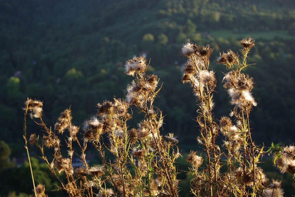 Spätsommer-Disteln