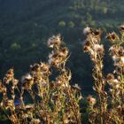 Spätsommer-Disteln