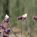 Spätsommer-Duett