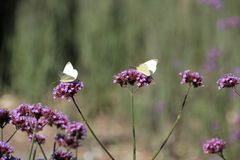 Spätsommer-Duett