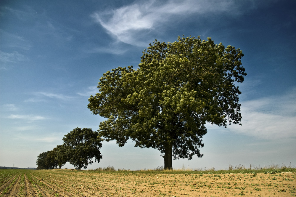 Spätsommer