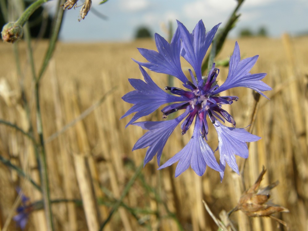 Spätsommer