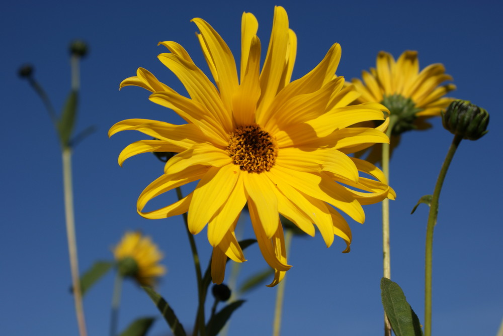 Spätsommer