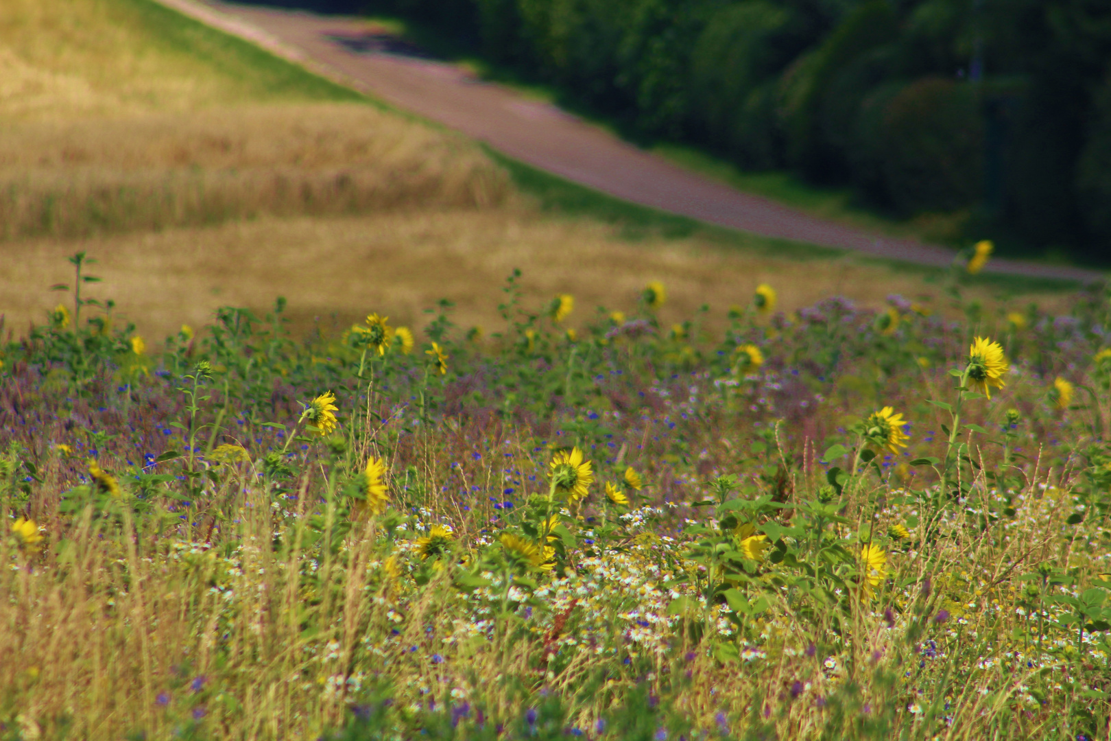  Spätsommer Erinnerungen