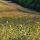  Spätsommer Erinnerungen