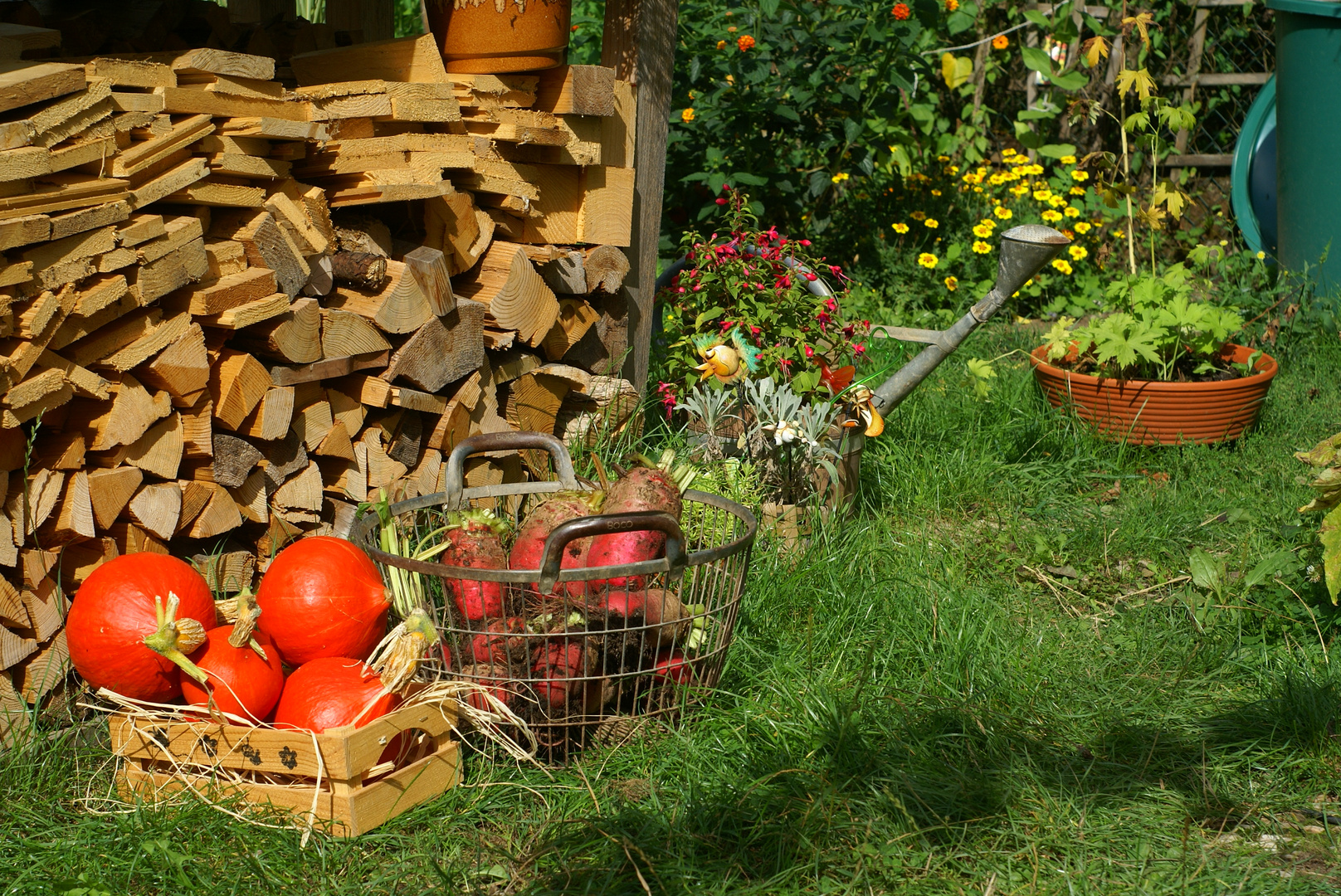 Spätsommer-Ernte