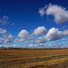 Spätsommer-Feld mit Windrädern