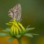 Spätsommer