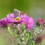 Spätsommer-Freude