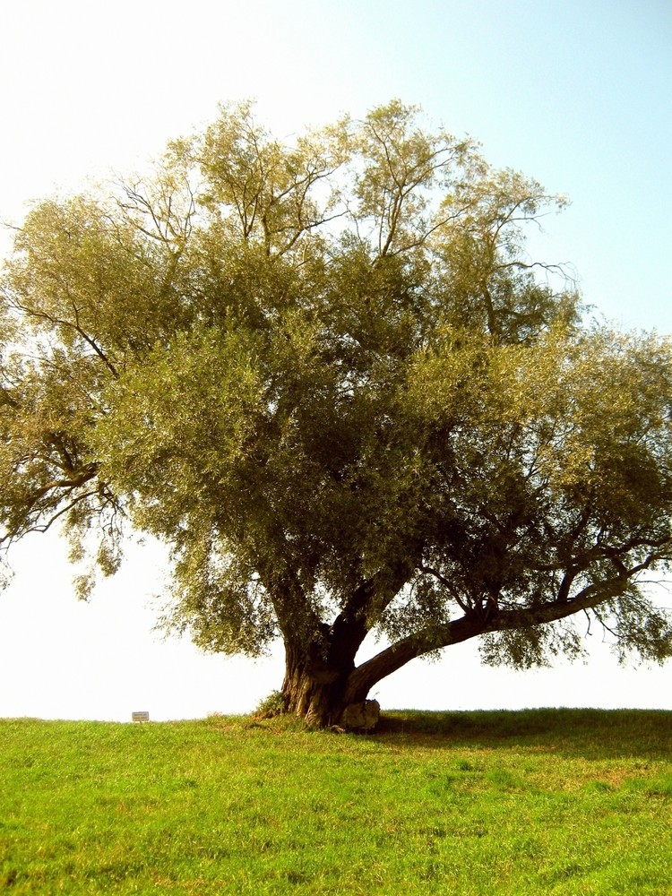 Spätsommer-Frühherbst-Baum