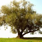 Spätsommer-Frühherbst-Baum