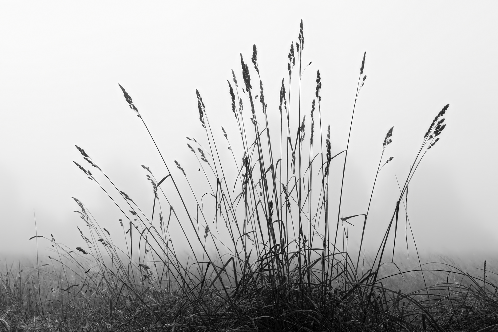 Spätsommer - frühmorgens