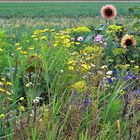 Spätsommer - Gruss aus Vrouwenpolder