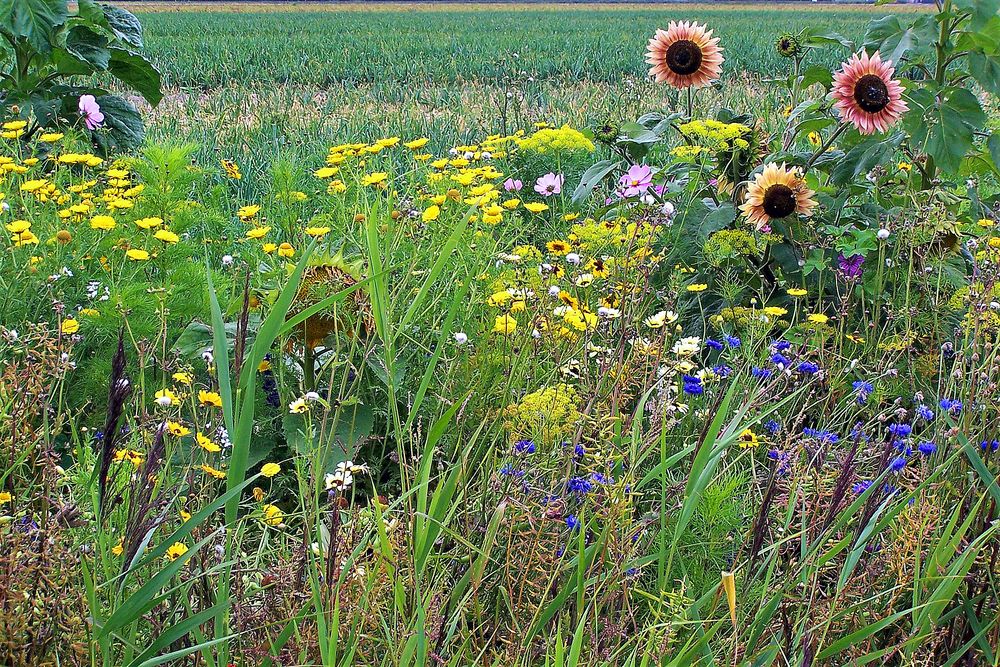 Spätsommer - Gruss aus Vrouwenpolder