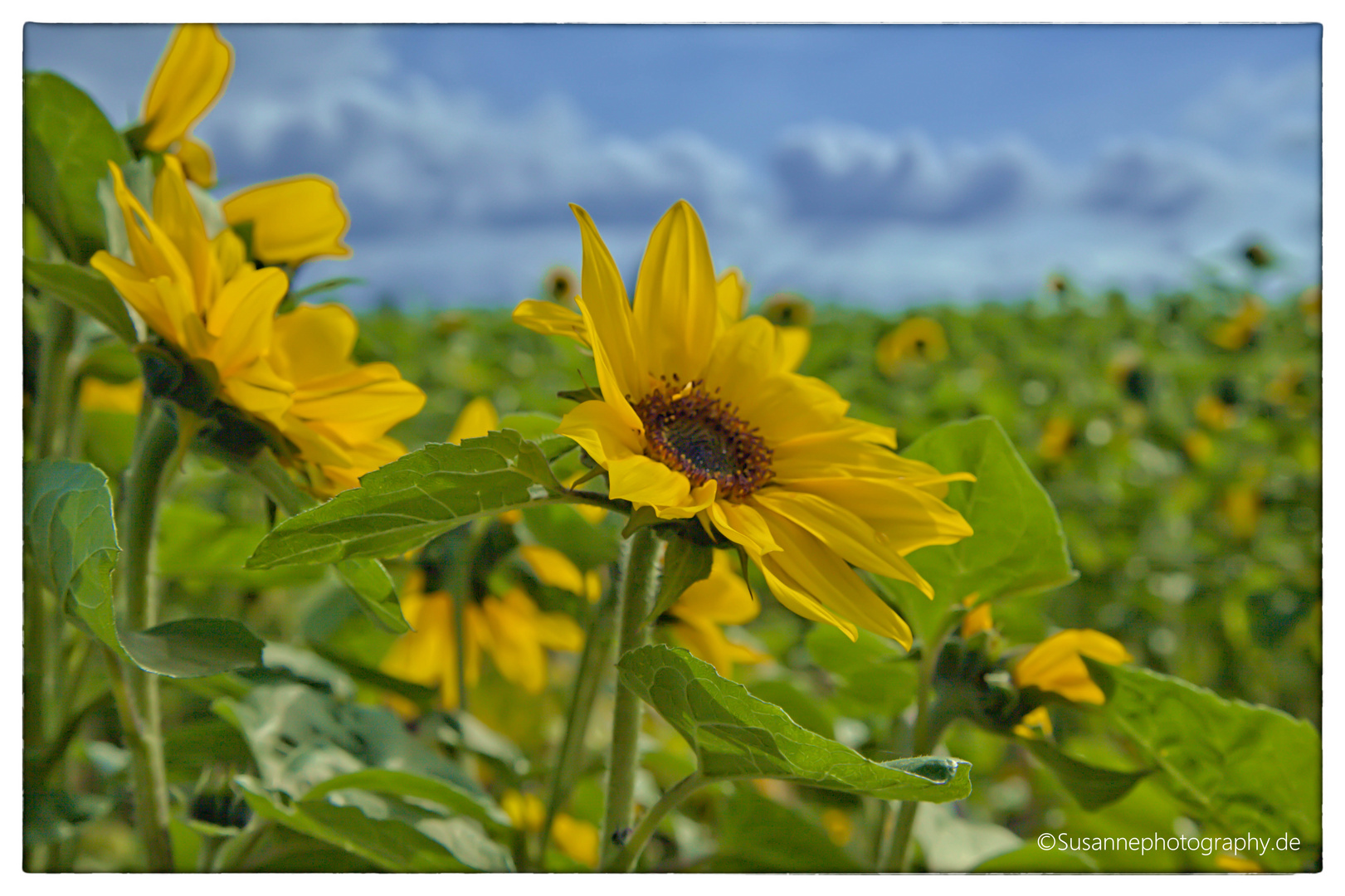 Spätsommer II