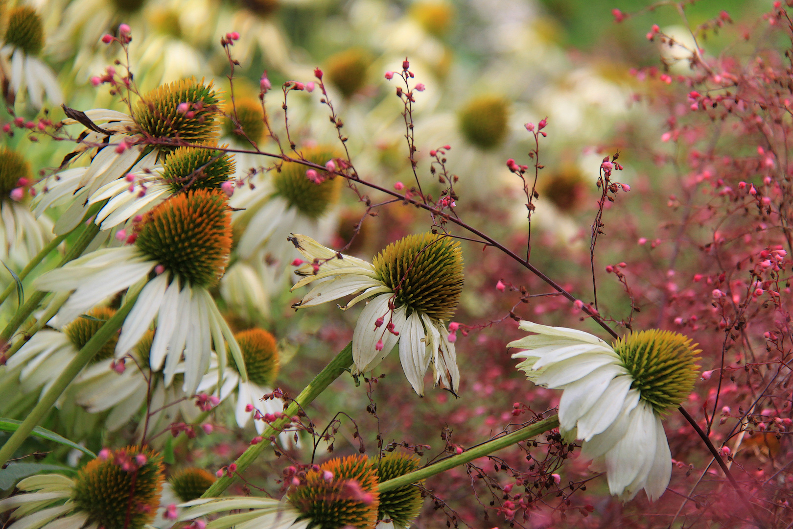 Spätsommer im Blumenbeet