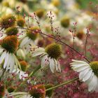 Spätsommer im Blumenbeet