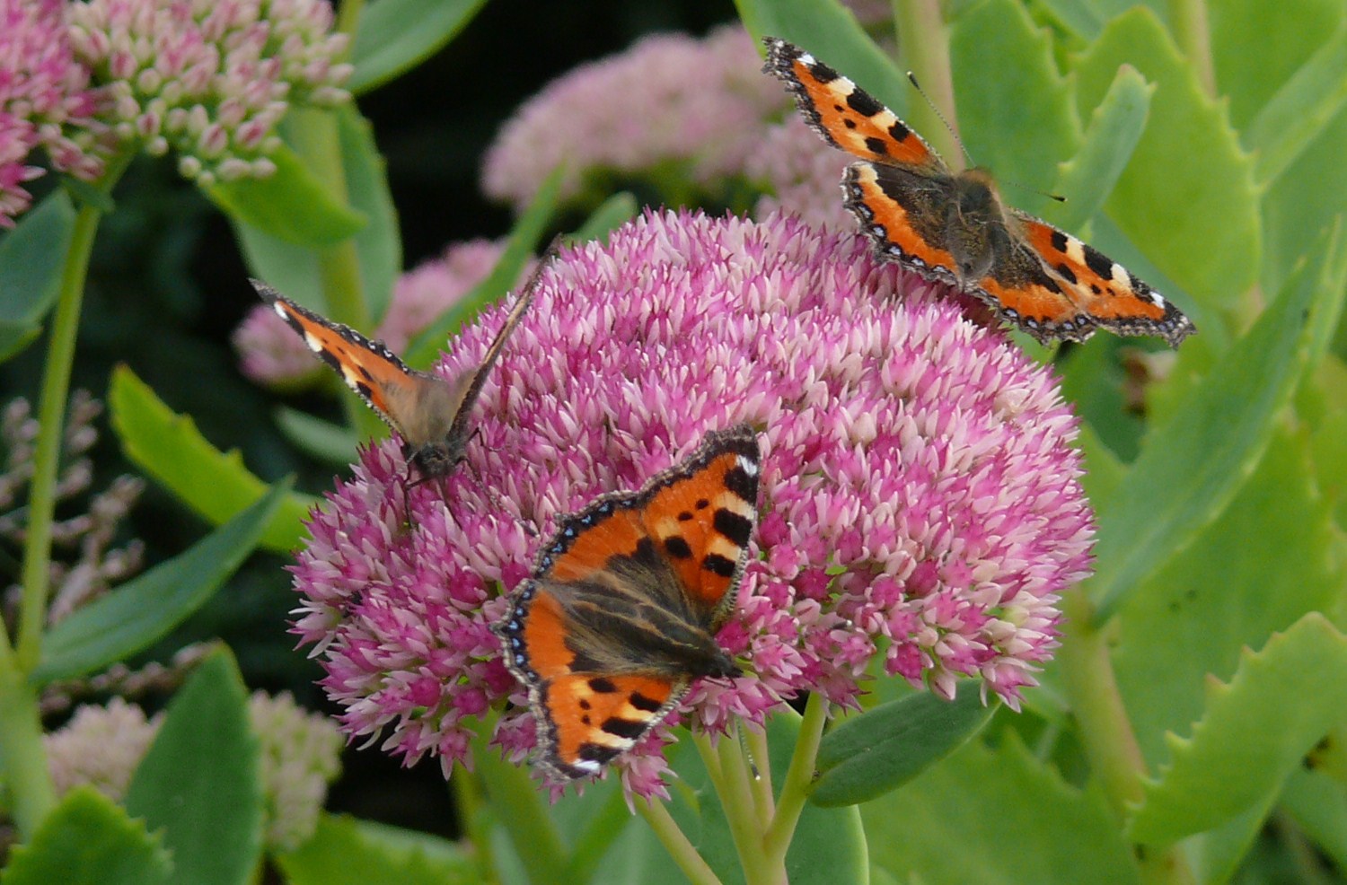 Spätsommer im Garten