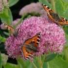 Spätsommer im Garten