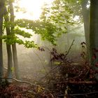 Spätsommer im Lichtspot