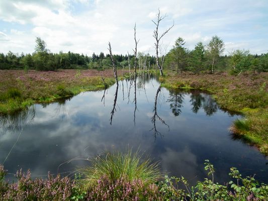Spätsommer im Moor