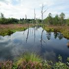 Spätsommer im Moor