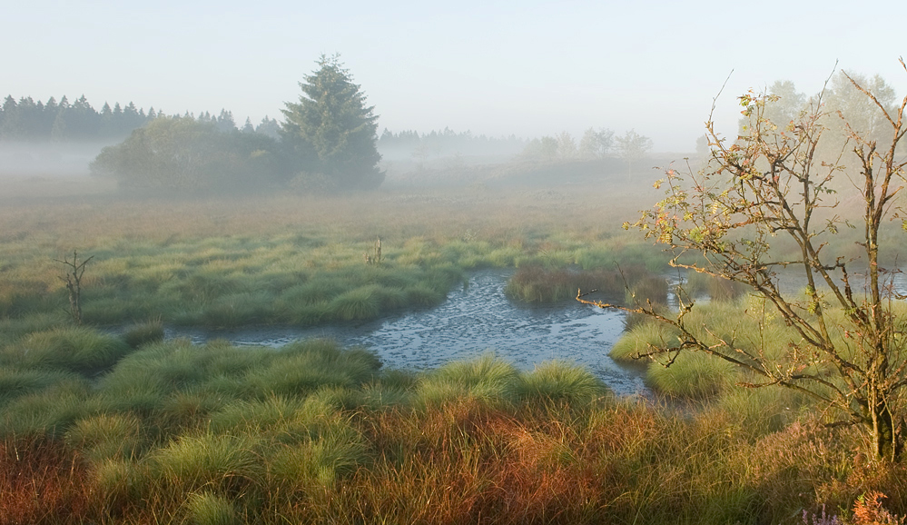 Spätsommer im Moor