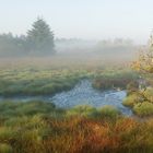 Spätsommer im Moor