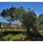 Spätsommer im Odenwald