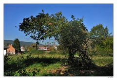 Spätsommer im Odenwald