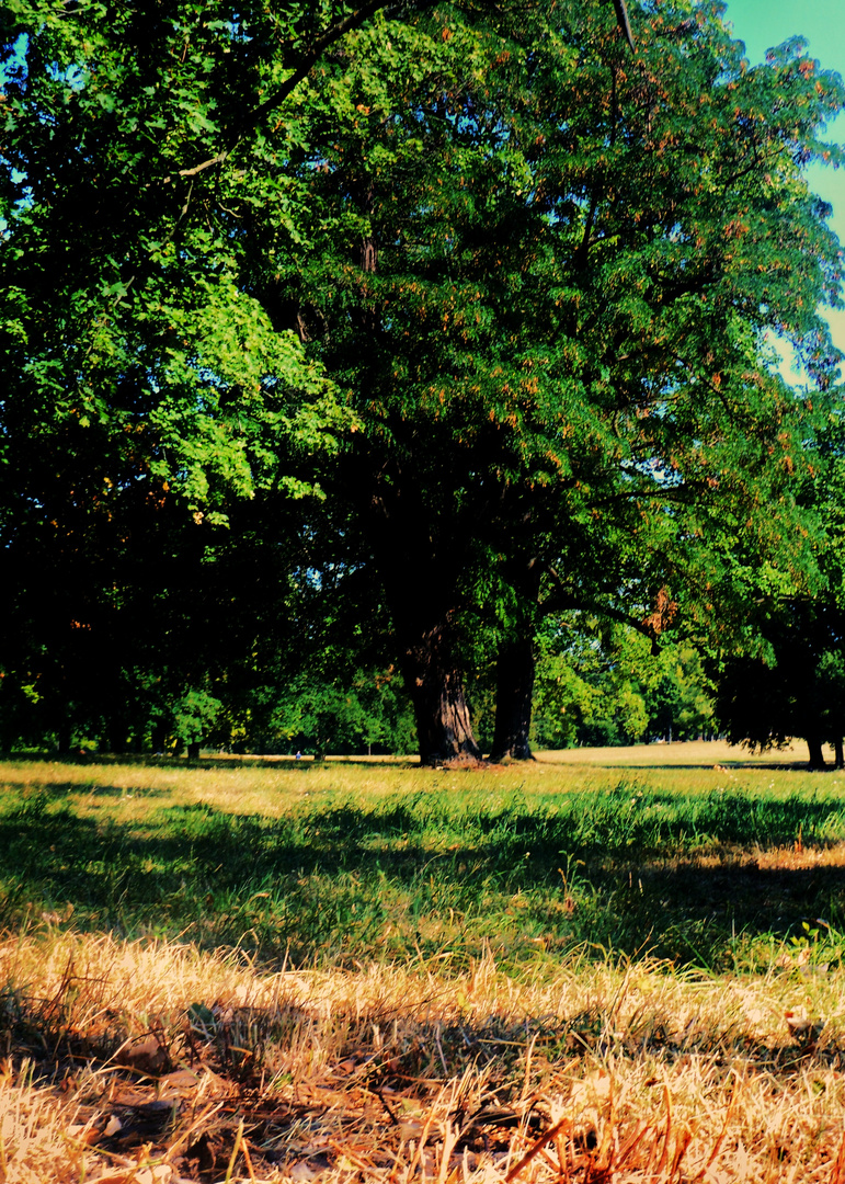 Spätsommer im Rosensteinpark