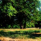 Spätsommer im Rosensteinpark