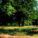 Spätsommer im Rosensteinpark