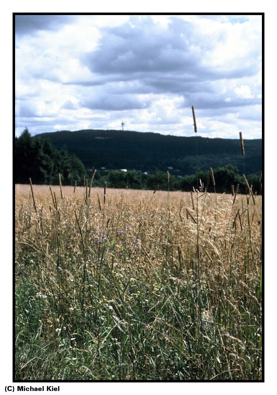 Spätsommer im Taunus