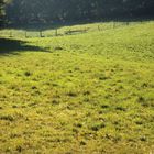 Spätsommer im Taunus