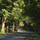 Spätsommer im Wald