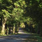 Spätsommer im Wald