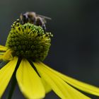 Spätsommer im Wald....