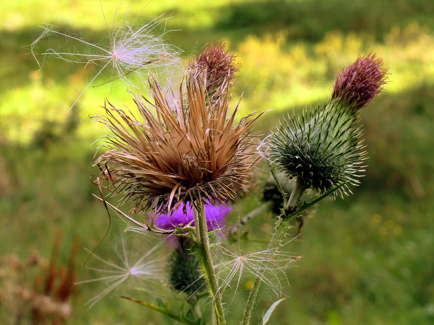 Spätsommer Impression